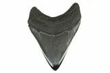 Fossil Megalodon Tooth - South Carolina #130799-2